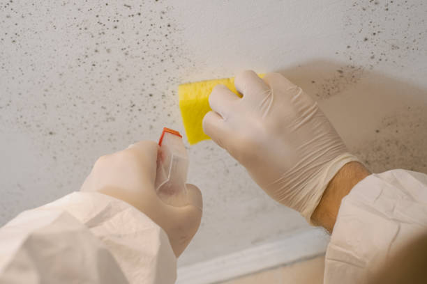 Victoria, VA Mold Removal Company