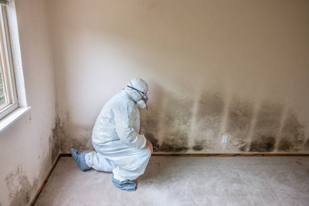 Best Mold Damage Restoration  in Victoria, VA