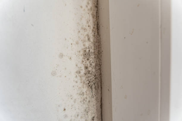 Environmental Consulting for Mold Prevention in Victoria, VA